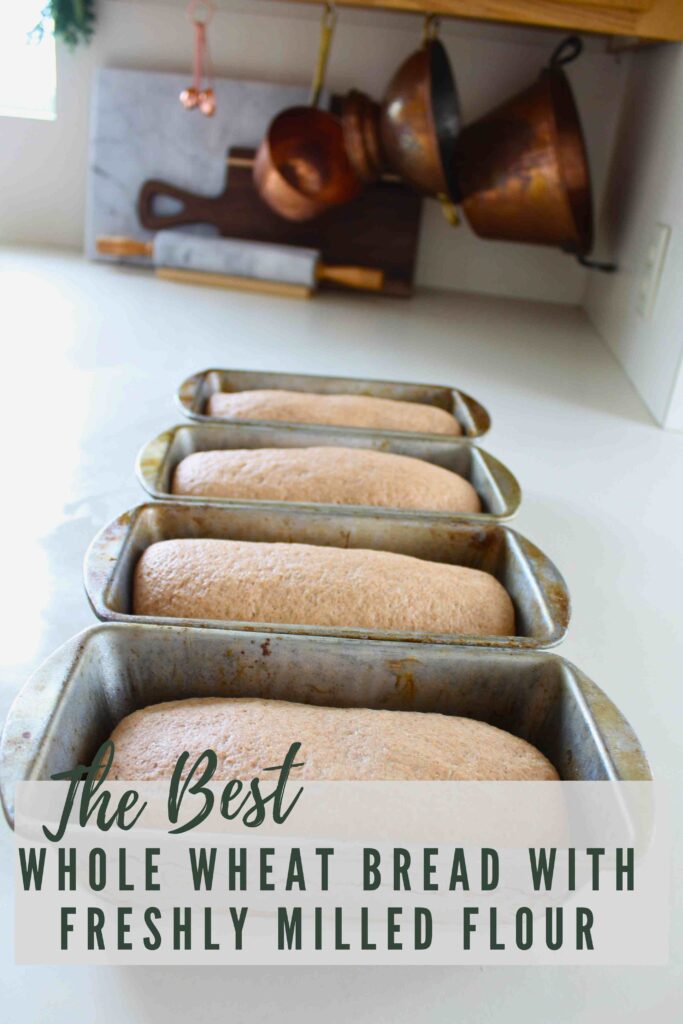 The Best Whole Wheat Bread with Freshly Milled Flour